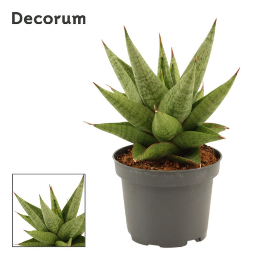 Sansevieria 18cm 9cm Pot