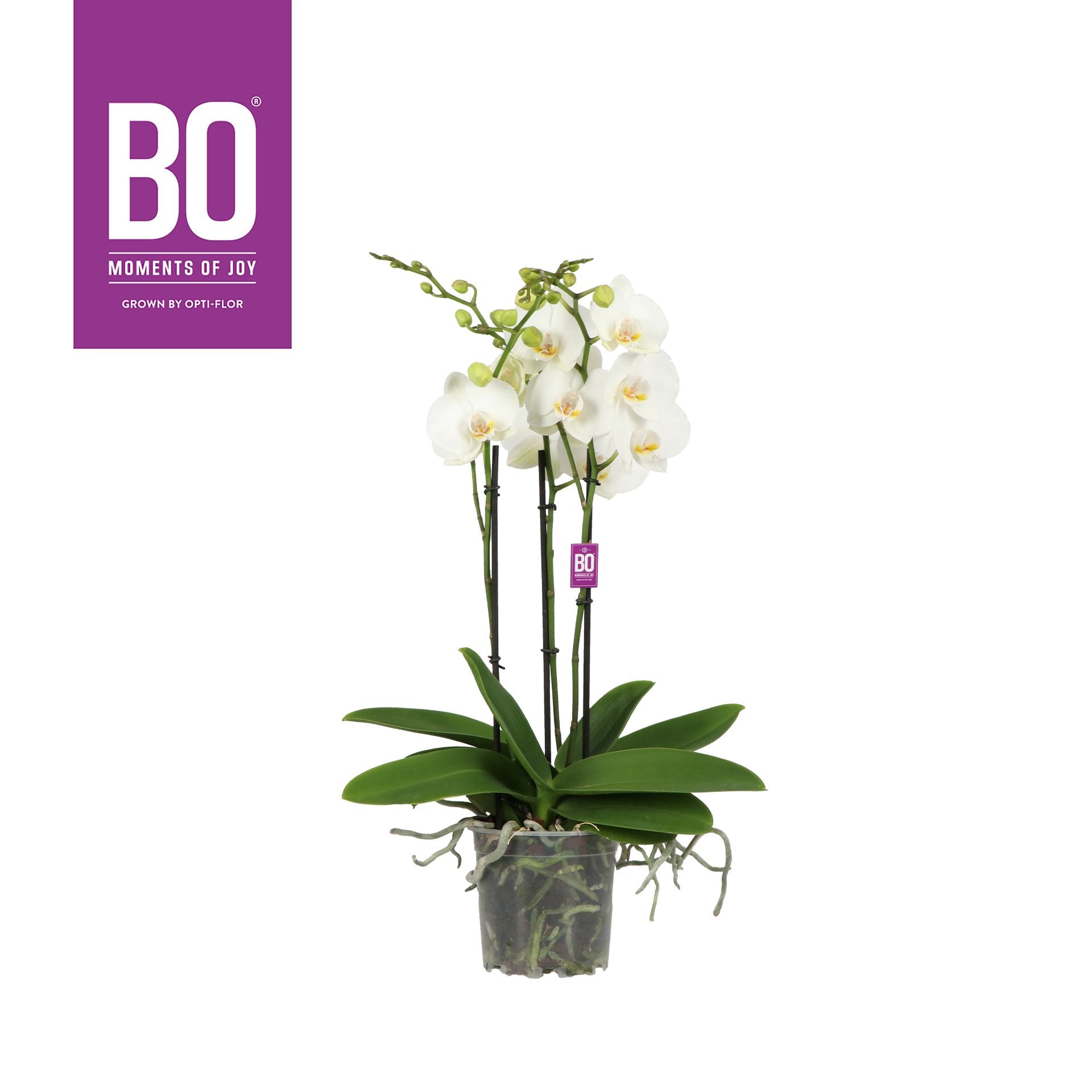 Phalaenopsis white 60cm 13cm Pot