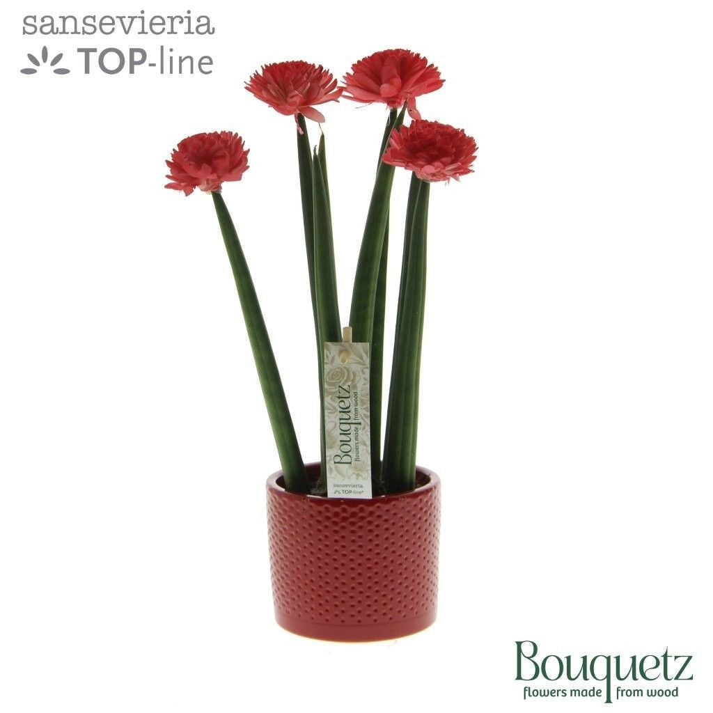 Sansevieria TOP-line Bouquetz 35cm Special Pot (508)