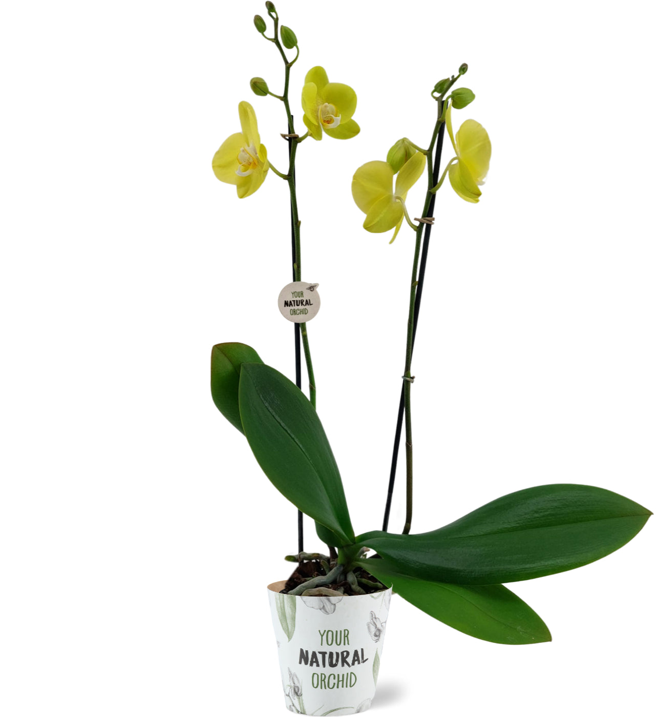 Phalaenopsis Savona 60cm 12cm Pot