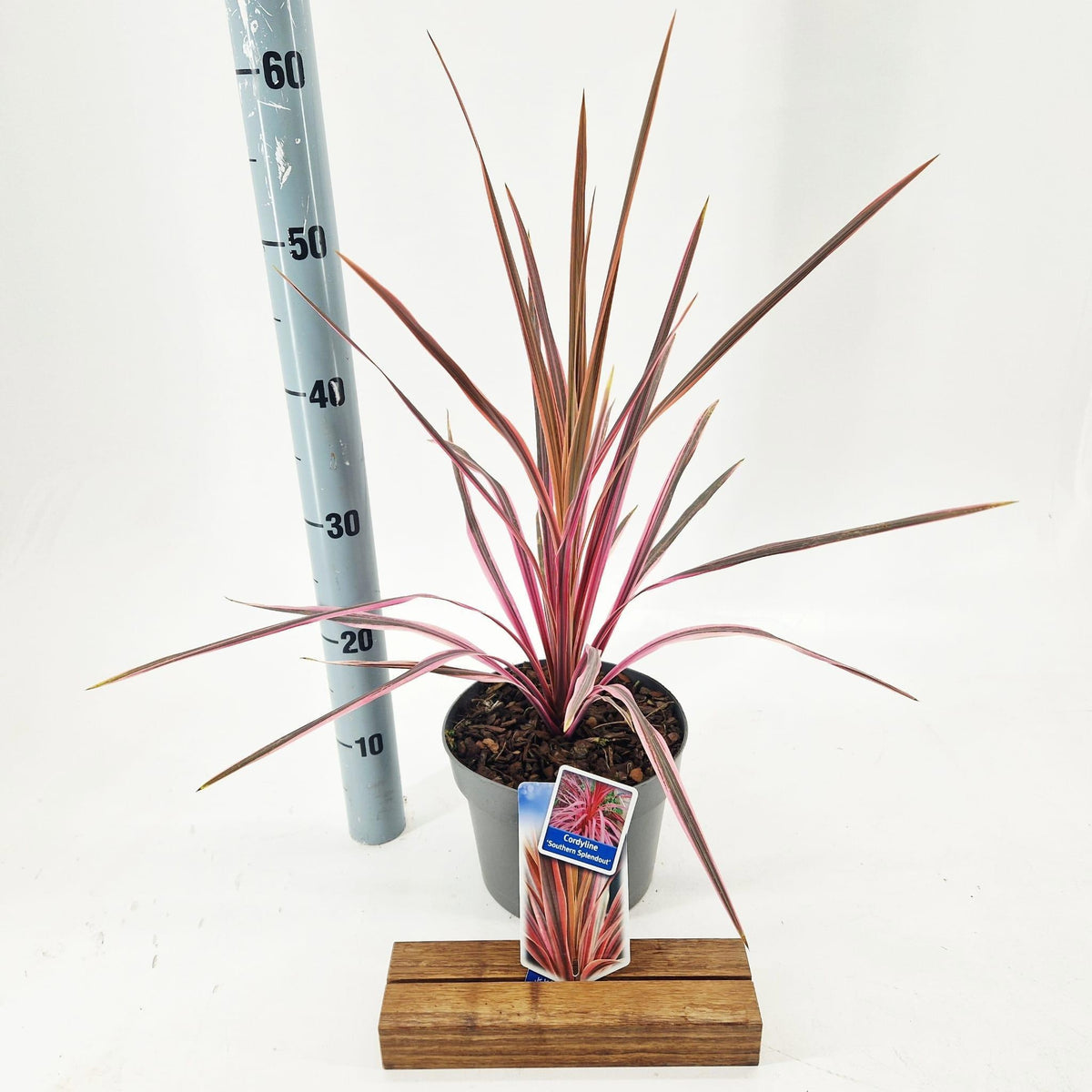 Cordyline 60cm 19cm Pot