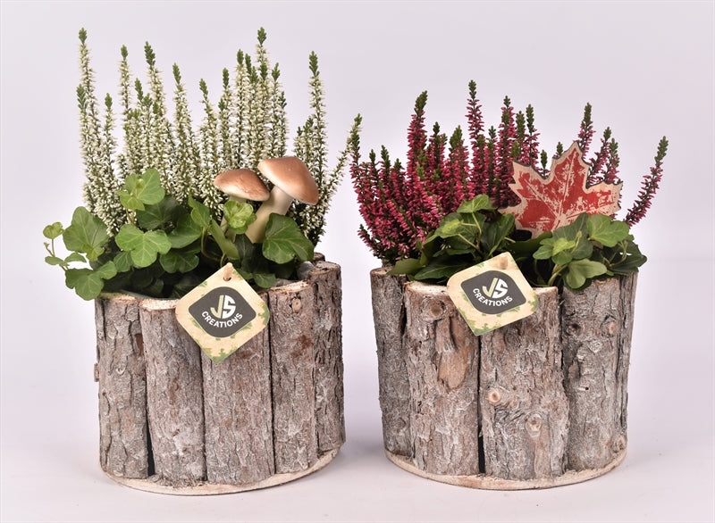 Outdoor arrangement 17cm Pot