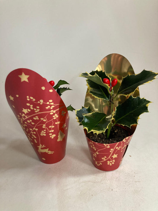 Ilex Aurea Marginata 10cm 6cm Pot