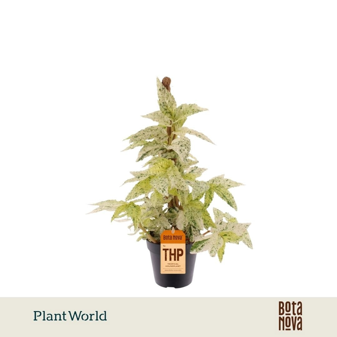 Plantworld Jogrow Pellionia repens Variegata Pack of 10