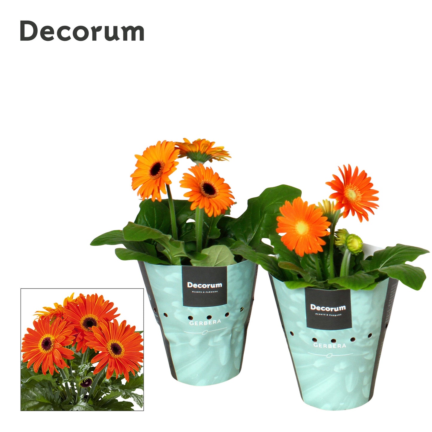 Velden, Firma Freek v.d. Gerbera Flori Line orange Pack of 9