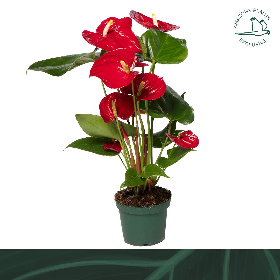 Amazoneplants BV Anthurium Nevada Pack of 10
