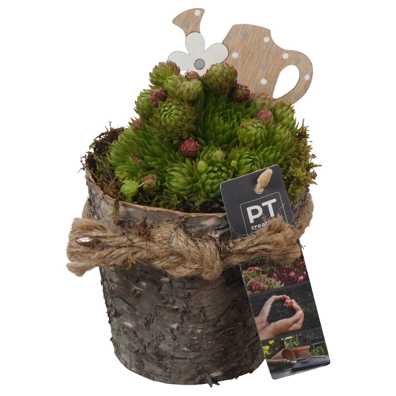 arr. Sempervivum 18cm 11cm Pot
