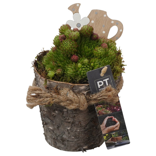 arr. Sempervivum 18cm 11cm Pot