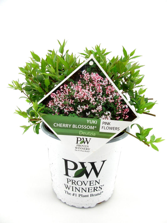 Deutzia Yuki Cherry Blossom 35cm 19cm Pot