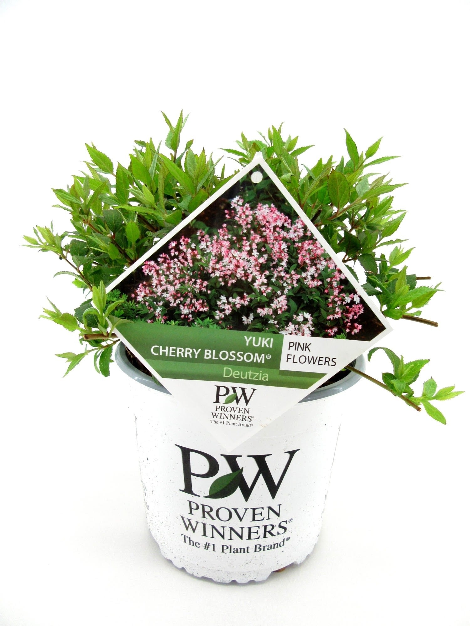 Deutzia Yuki Cherry Blossom 35cm 19cm Pot