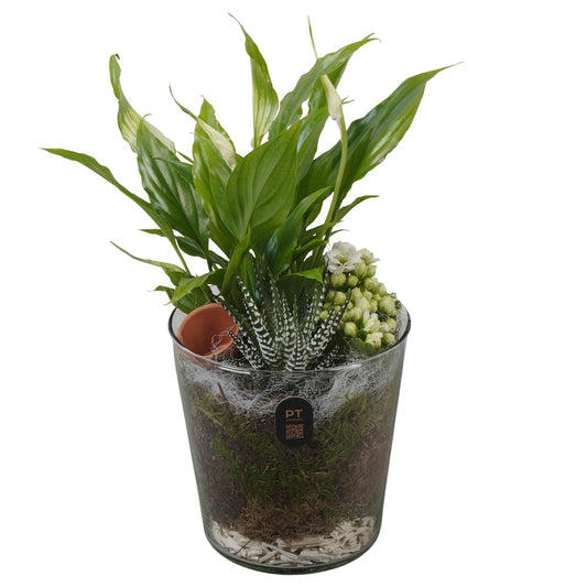 Indoor arrangement 30cm 13cm Pot