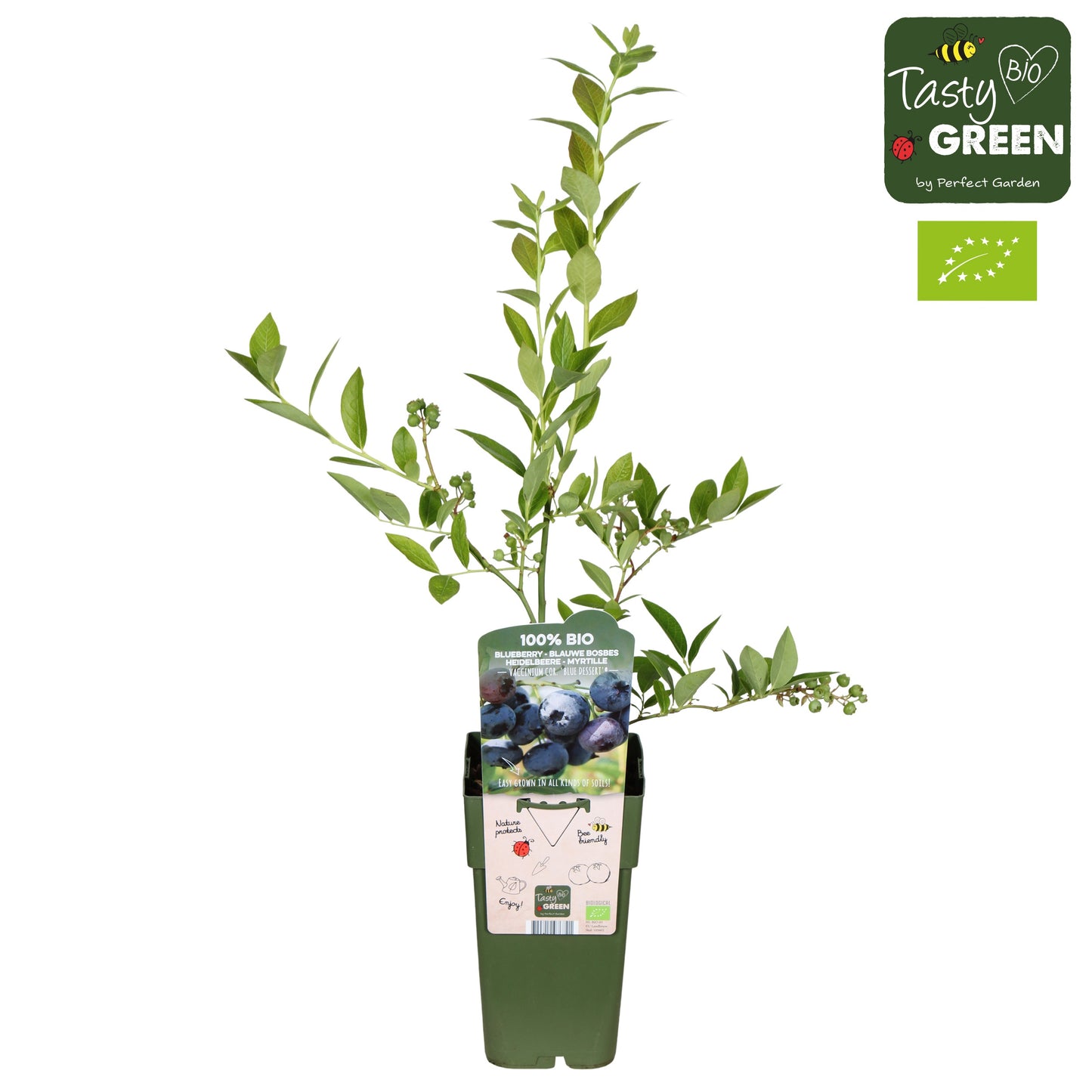 Vaccinium corymbosum ("Blueberry") 55cm 15cm Pot