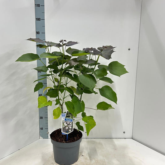 Catalpa eru. Purpurea 85cm 23cm Pot