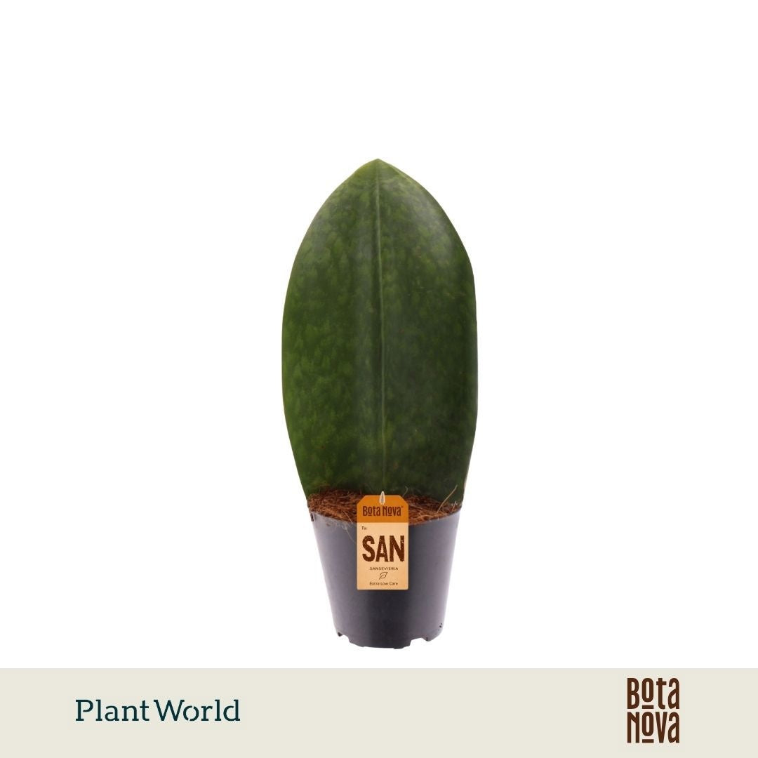 Plantworld Jogrow Sansevieria ‘Masoniana’ Whale Fin Pack of 6