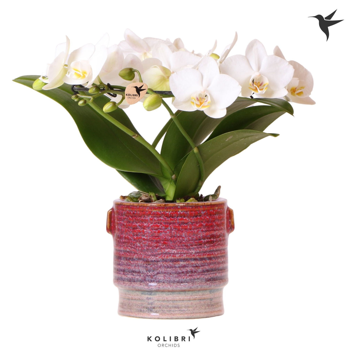 Phalaenopsis multiflora white 30cm 9cm Pot