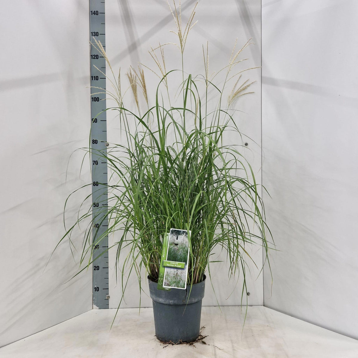 Miscanthus sinensis 125cm 23cm Pot