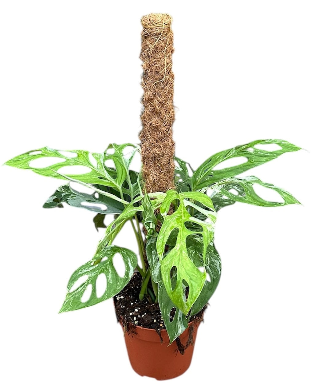 Monstera Variegated 50cm 17cm Pot
