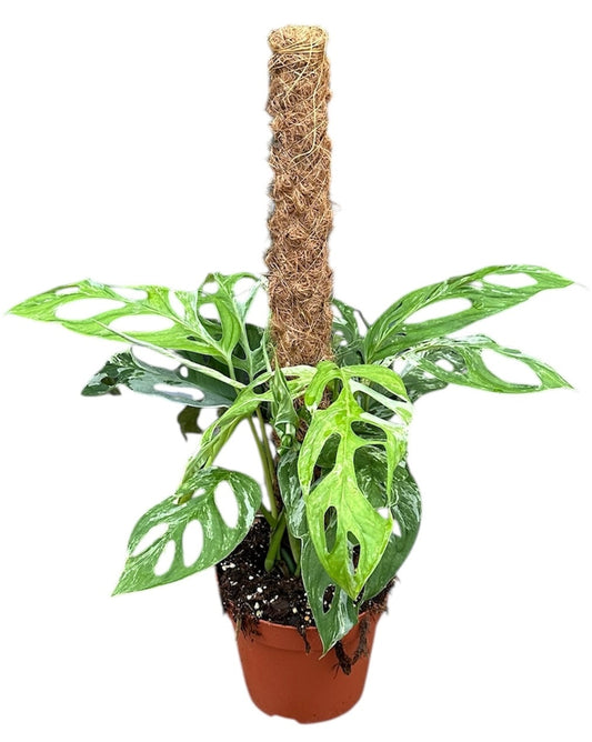Monstera Variegated 50cm 17cm Pot