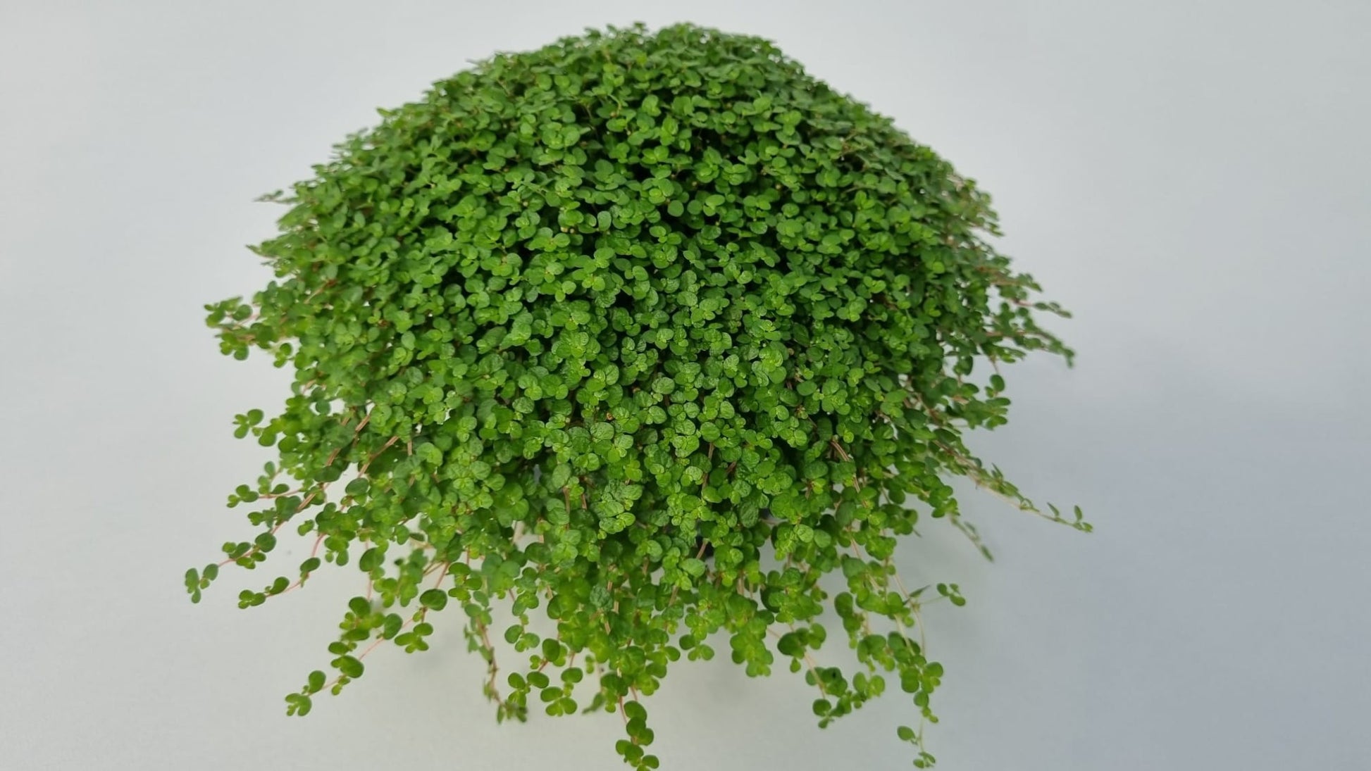 Soleirolia green 15cm 11cm Pot