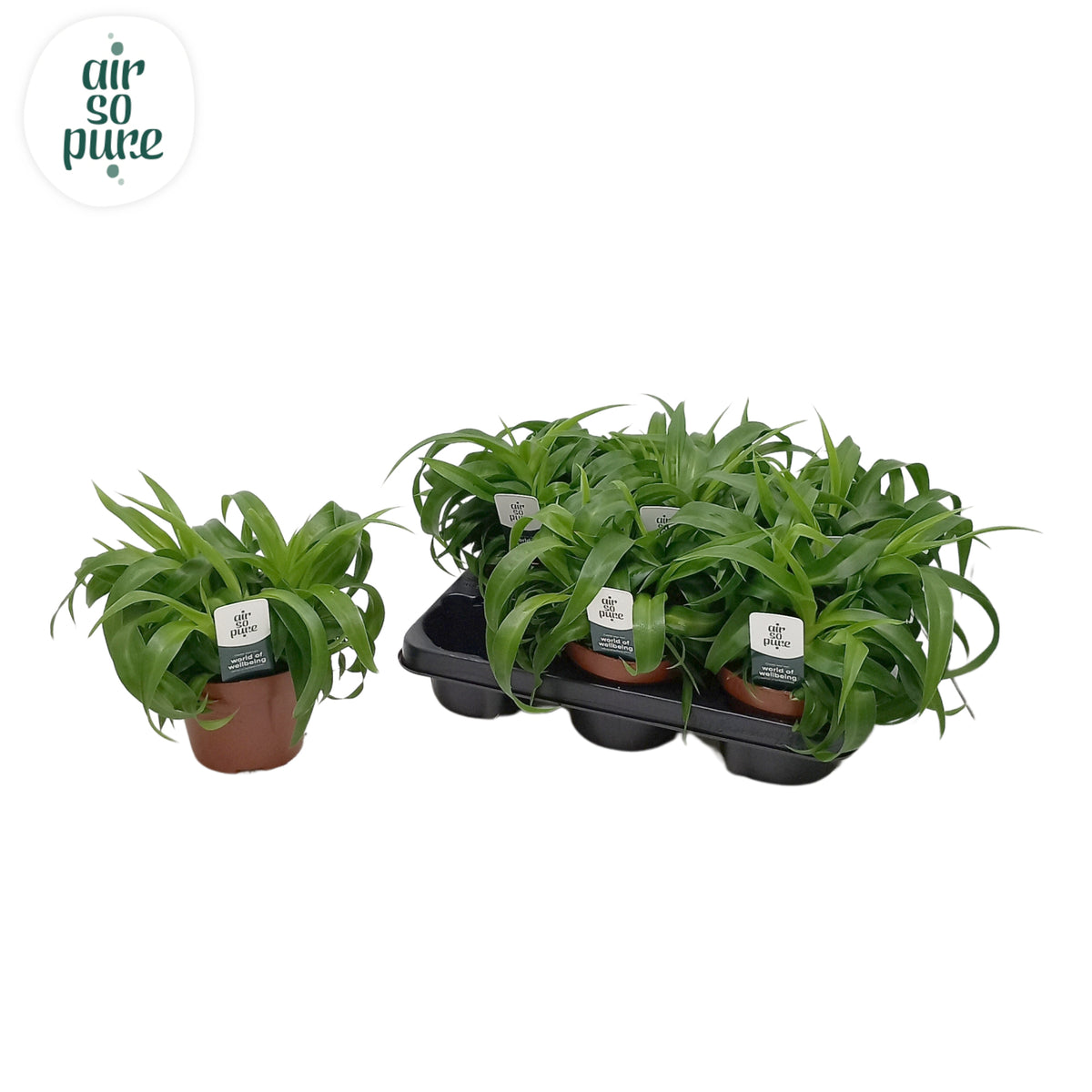 Chlorophytum Green Bonnie 25cm 13cm Pot
