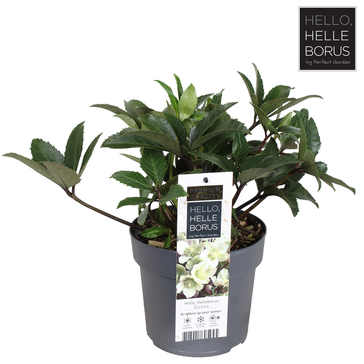 Helleborus Guess 35cm 17cm Pot