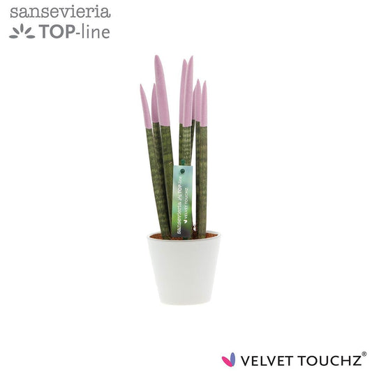 Sansevieria cylindrica 32cm 8.5cm Pot