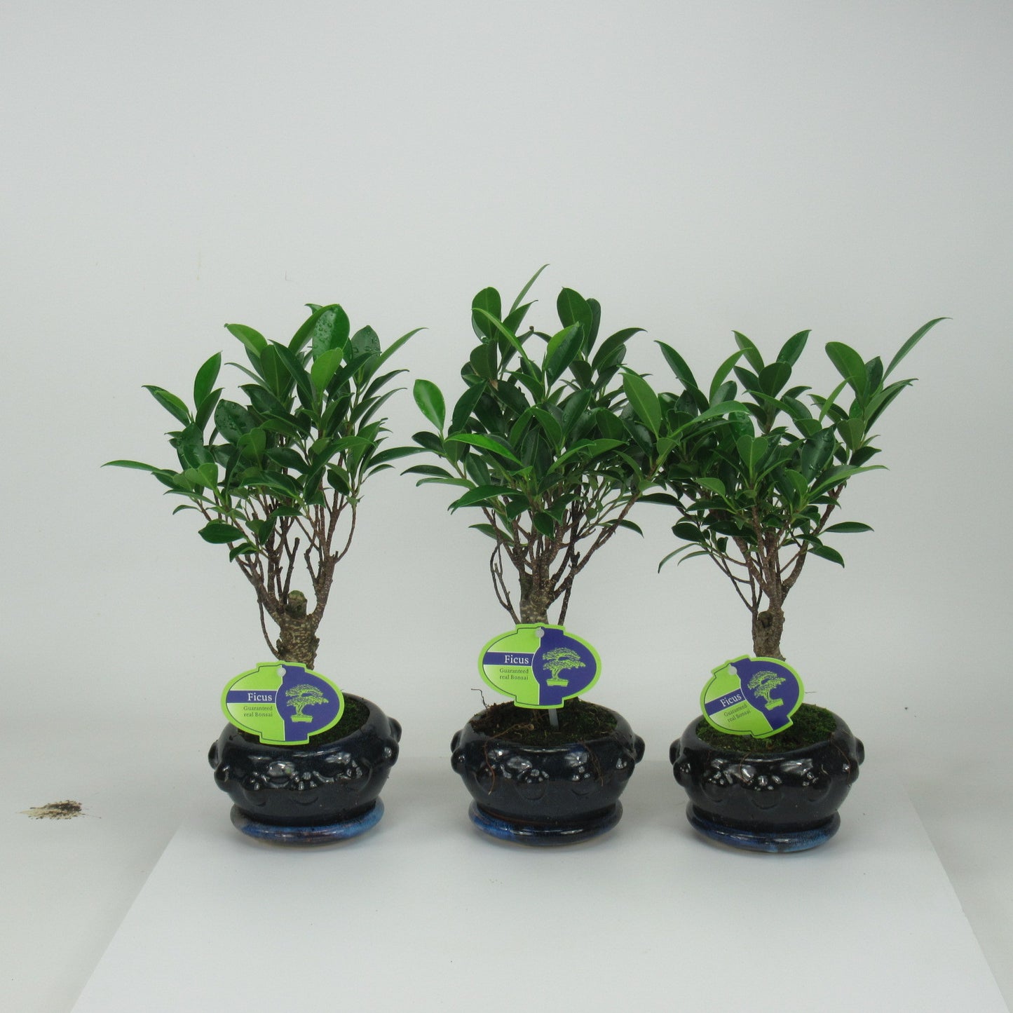 Bonsai Mix 25cm 13cm Pot