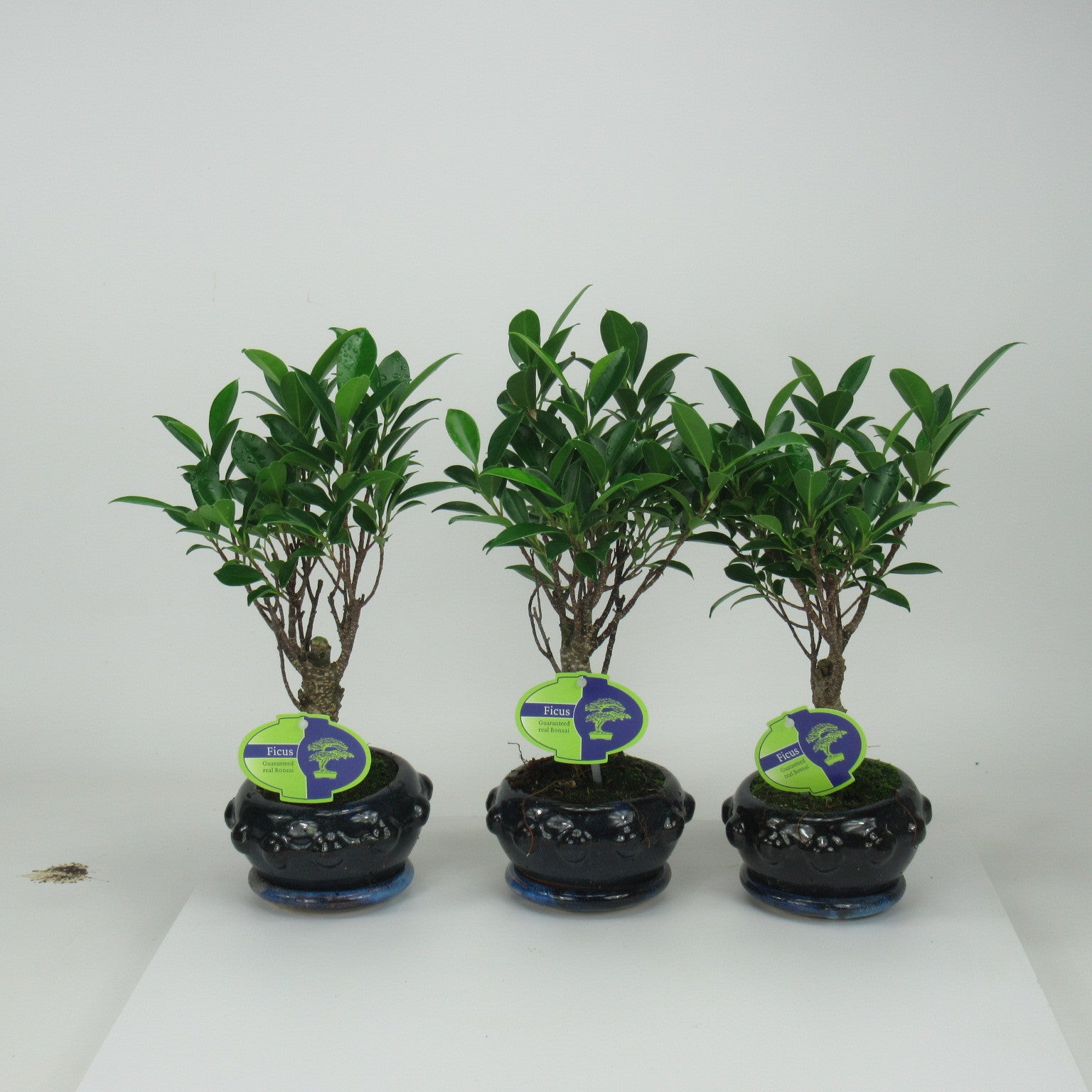 Bonsai Mix 25cm 13cm Pot