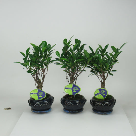Bonsai Mix 25cm 13cm Pot