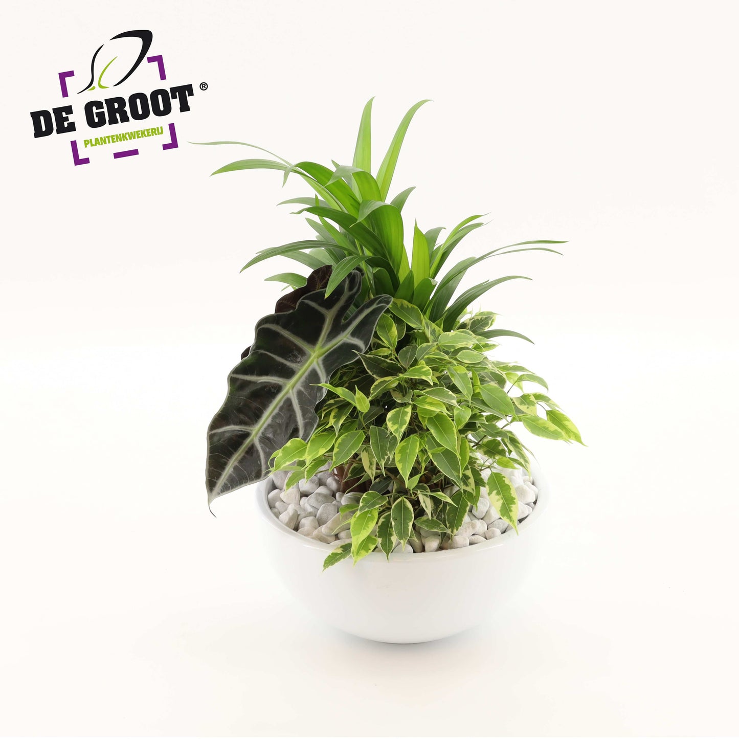 Groot BV, Kwekery J. de arr. Dypsis Pack of 2