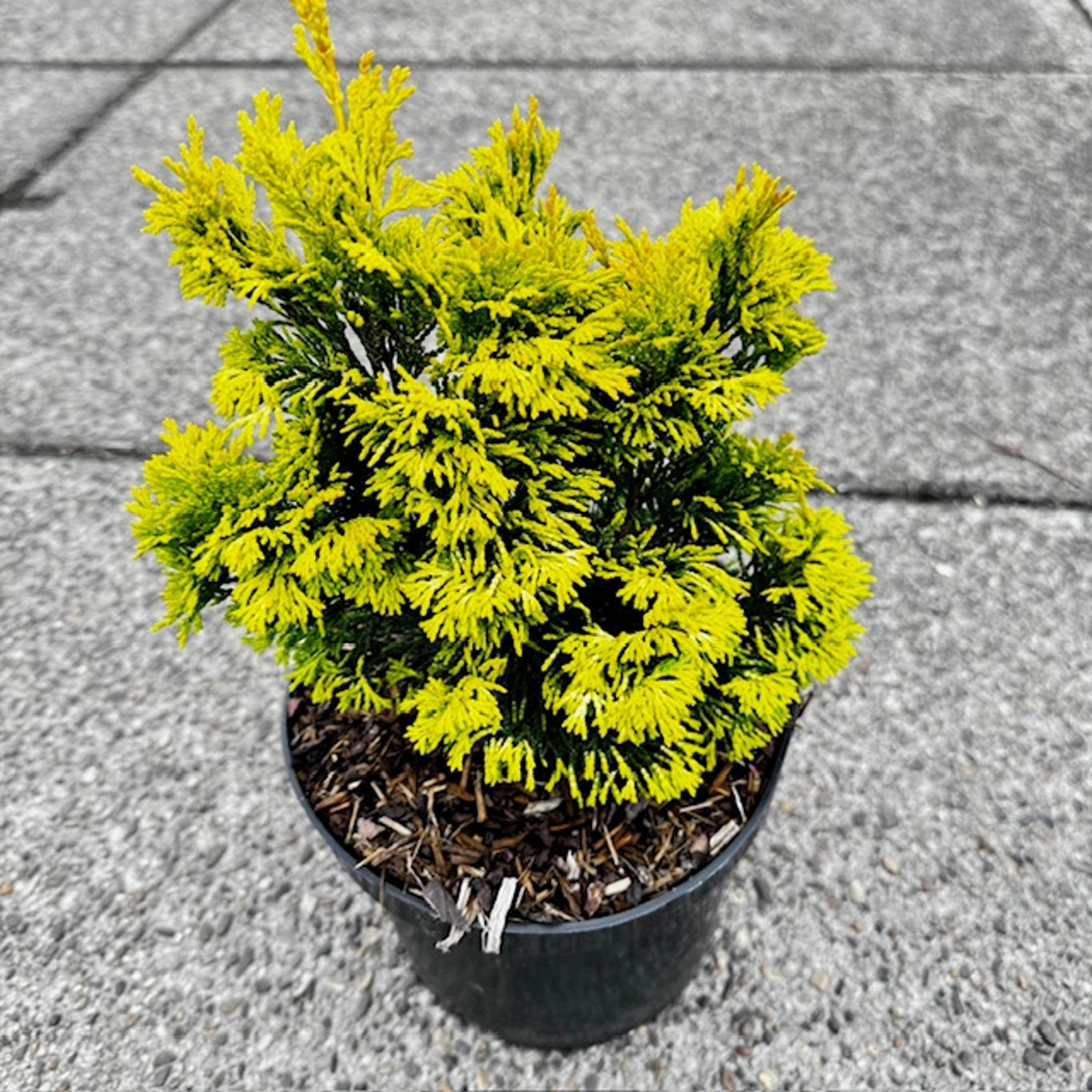 Chamaecyparis obtusa 30cm 19cm Pot