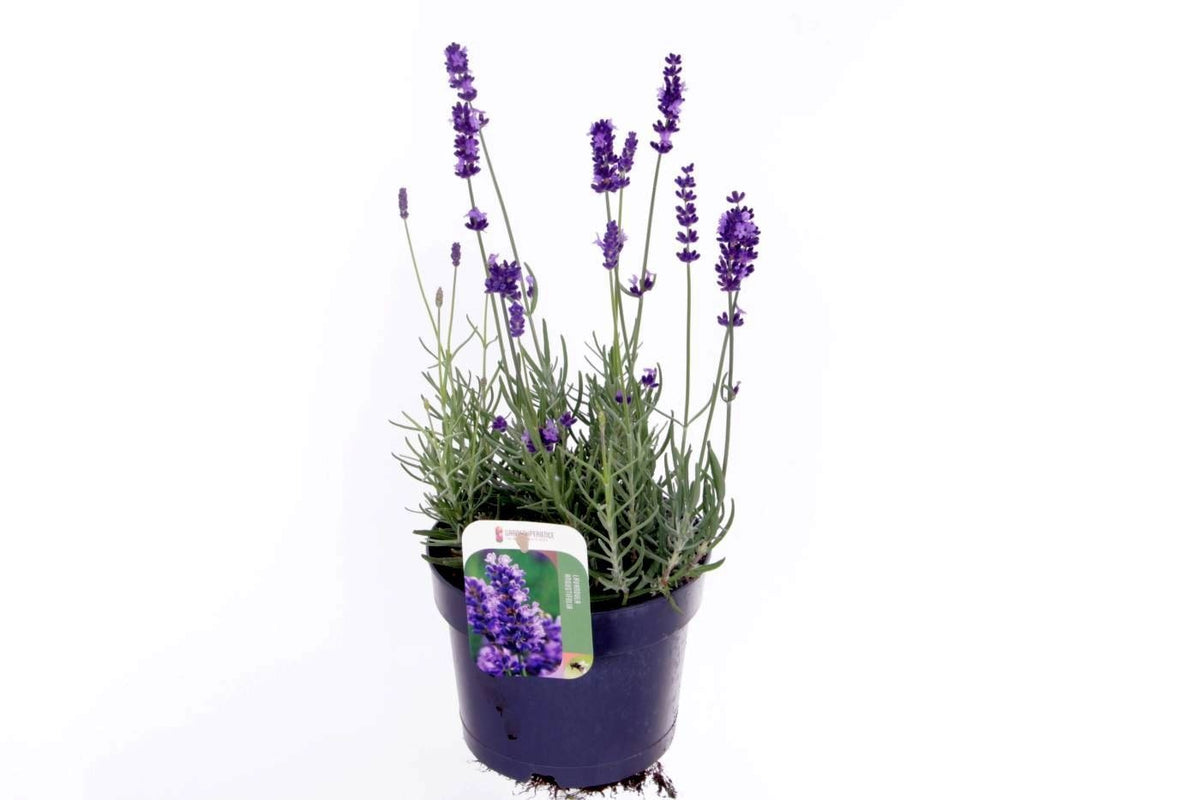 Lavandula 45cm 17cm Pot
