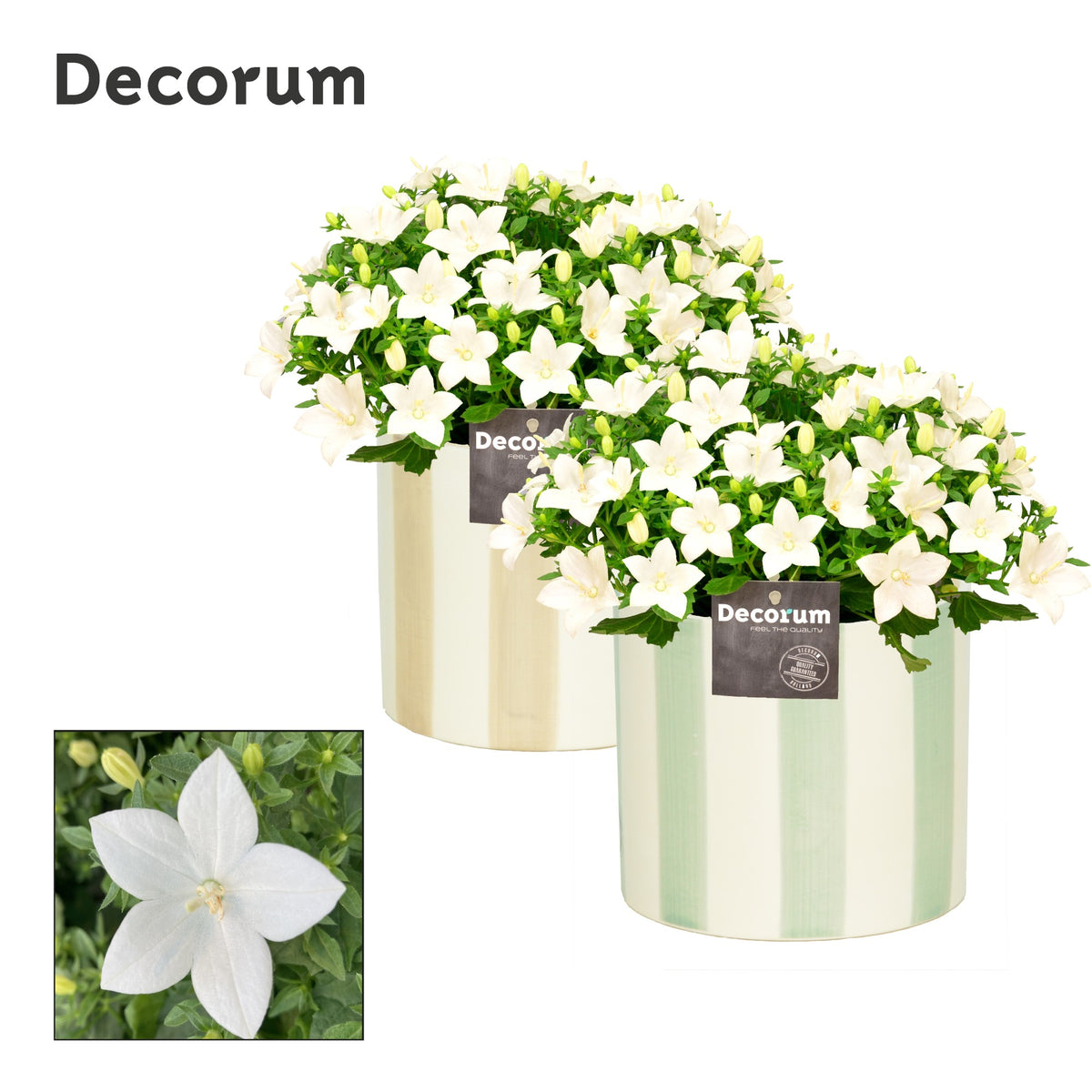 Campanula Atlanta White 22cm 14cm Pot