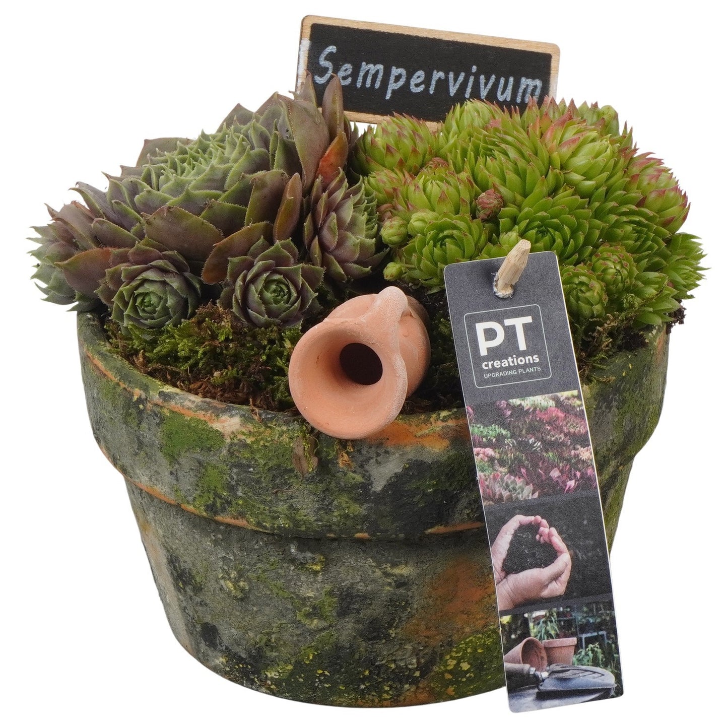 arr. Sempervivum 18cm 15cm Pot