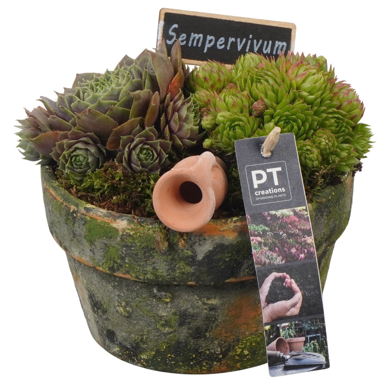 arr. Sempervivum 18cm 15cm Pot
