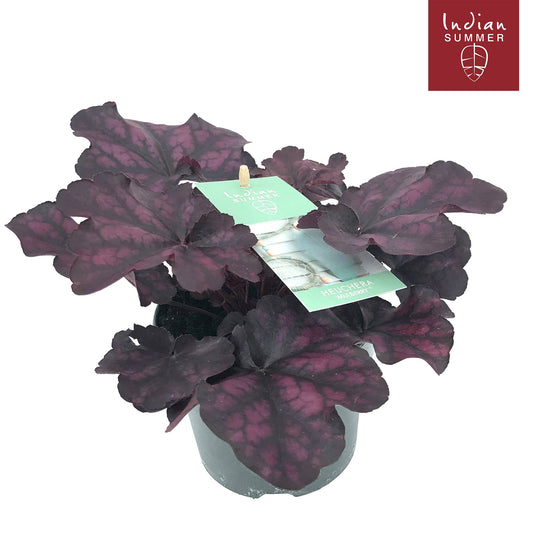 Heuchera Indian Summer purple 25cm 12cm Pot