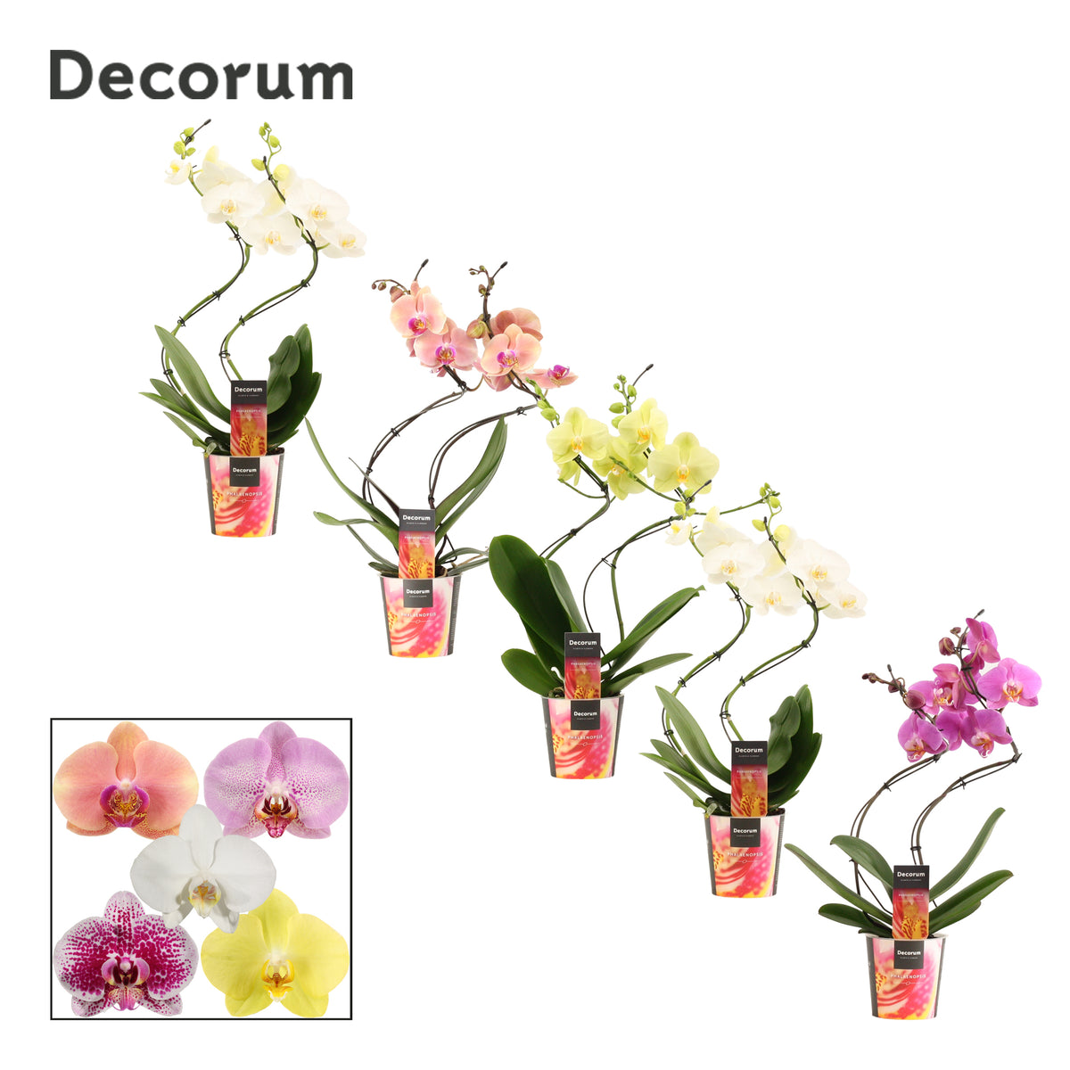 Phalaenopsis mix hurricane 50cm 12cm Pot