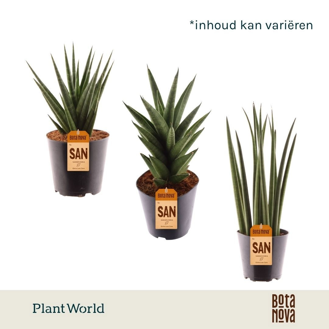 Sansevieria cylindrica 30cm 12cm Pot