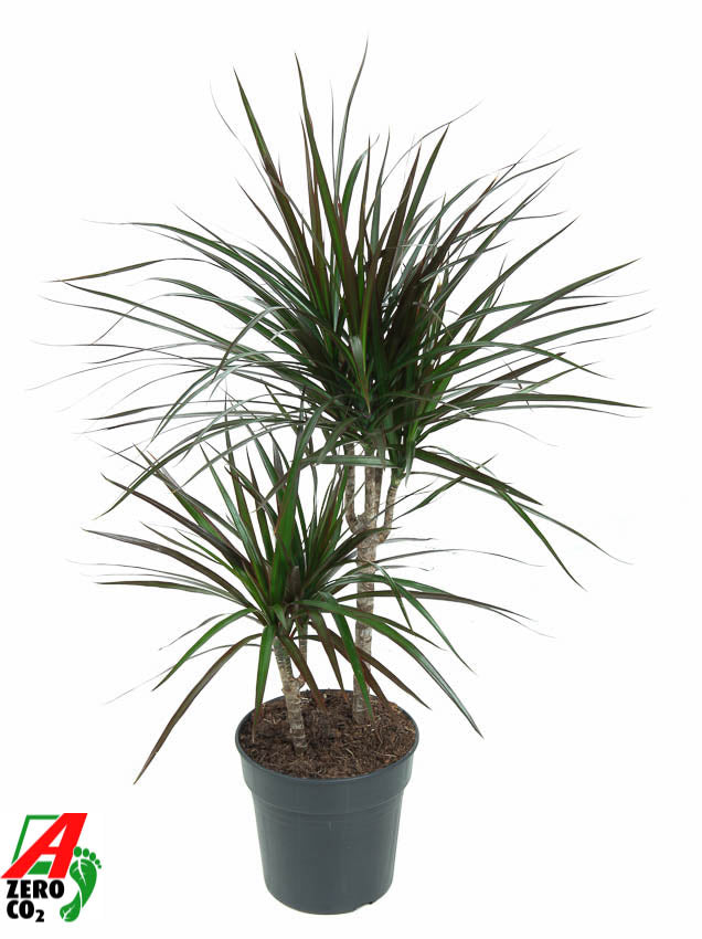 Dracaena Magenta 80cm 19cm Pot