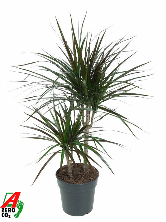 Dracaena Magenta 80cm 19cm Pot