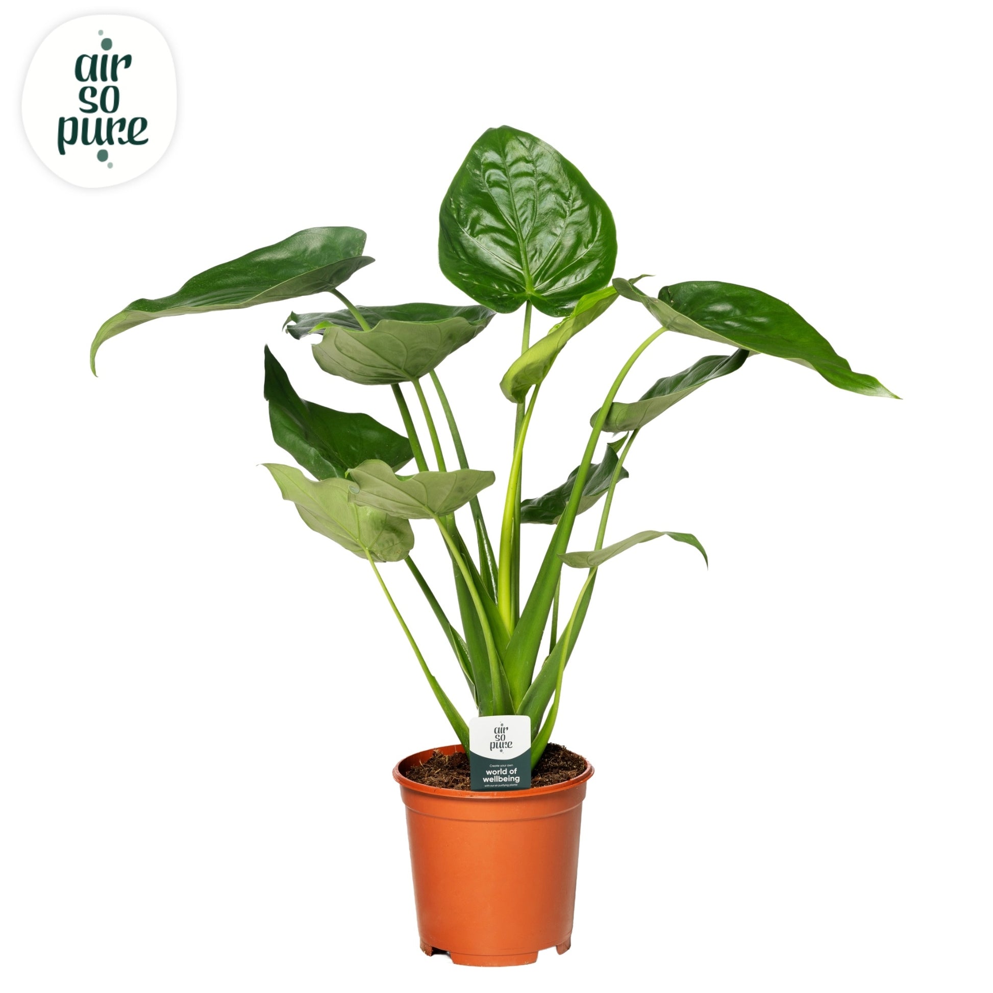 Alocasia cucullata 90cm 24cm Pot