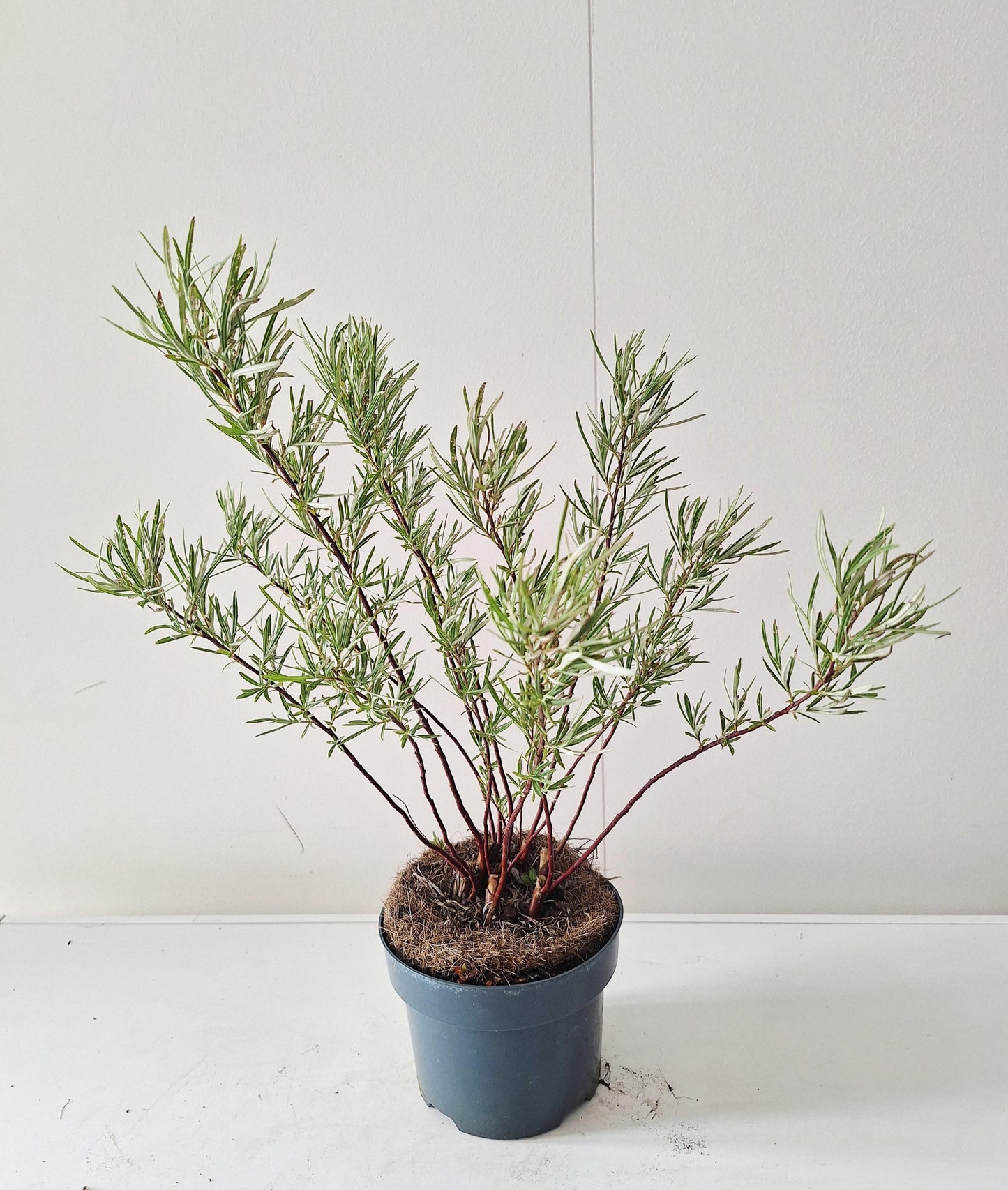 Salix alba mix 50cm 17cm Pot