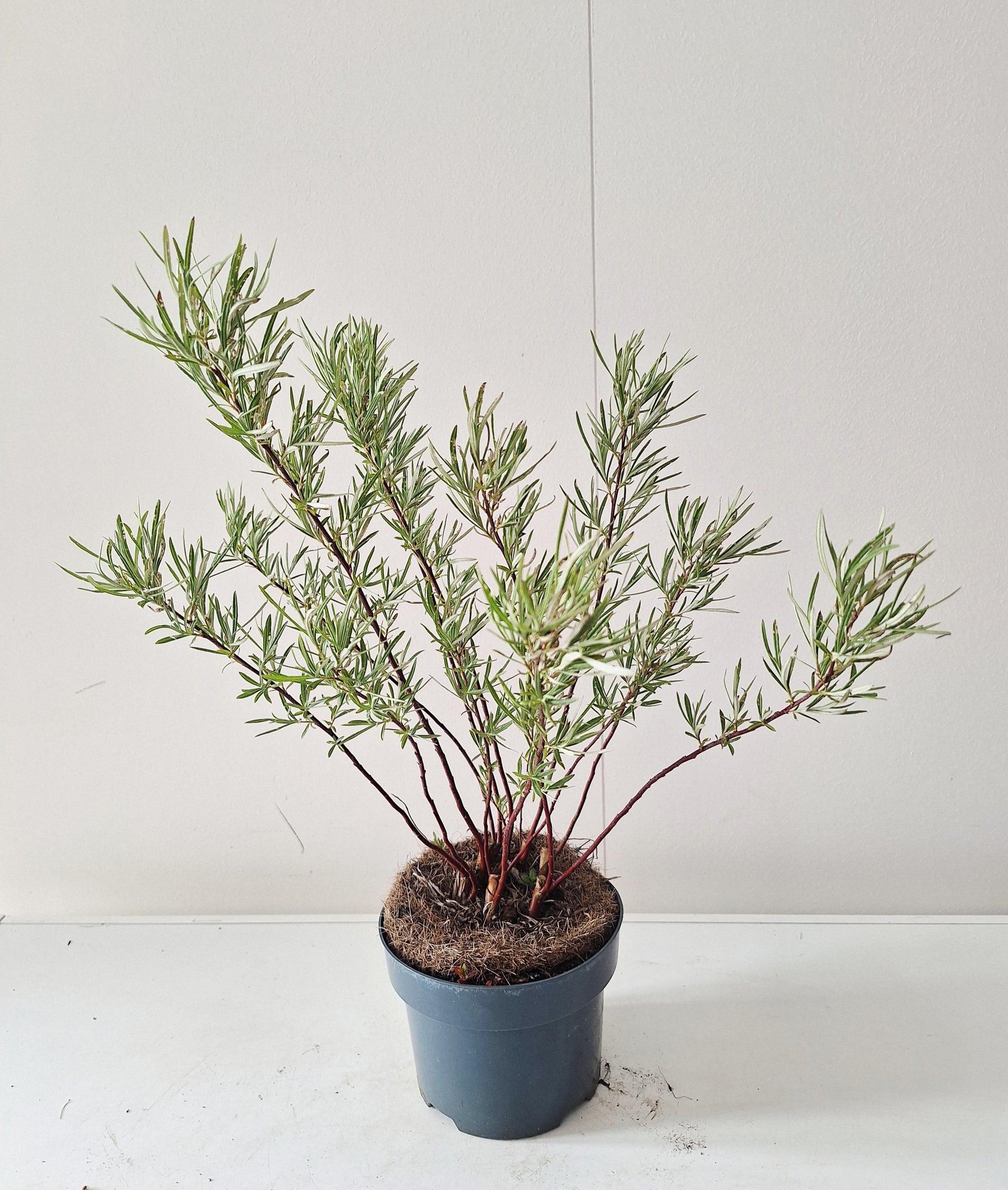 Salix alba mix 50cm 17cm Pot