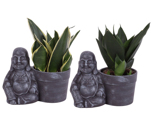 Sansevieria trifasciata 25cm 19cm Pot