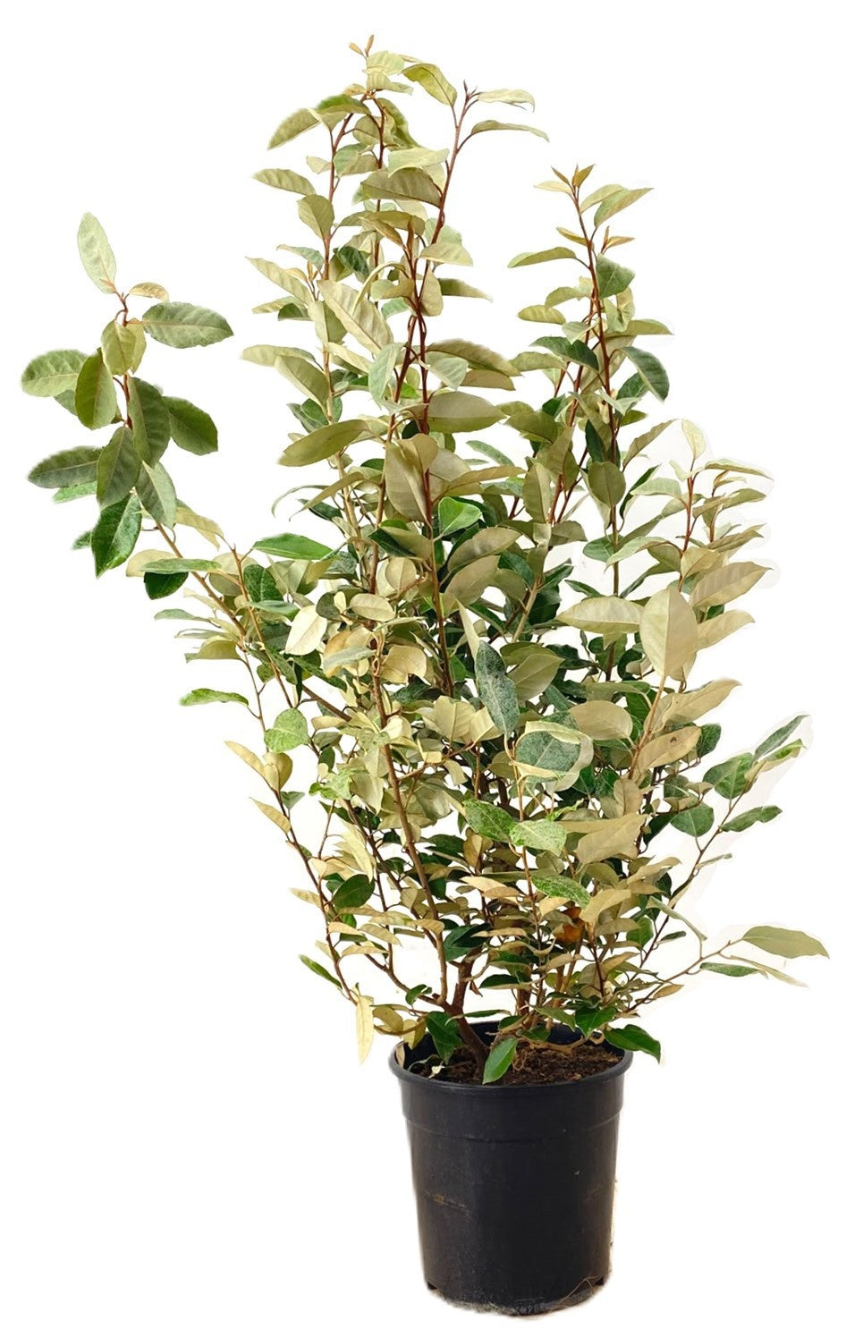 Elaeagnus ebbingei 110cm 24cm Pot