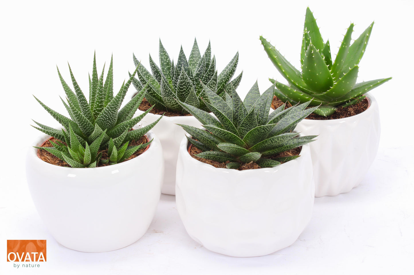 Succulent mix 15cm 15cm Pot