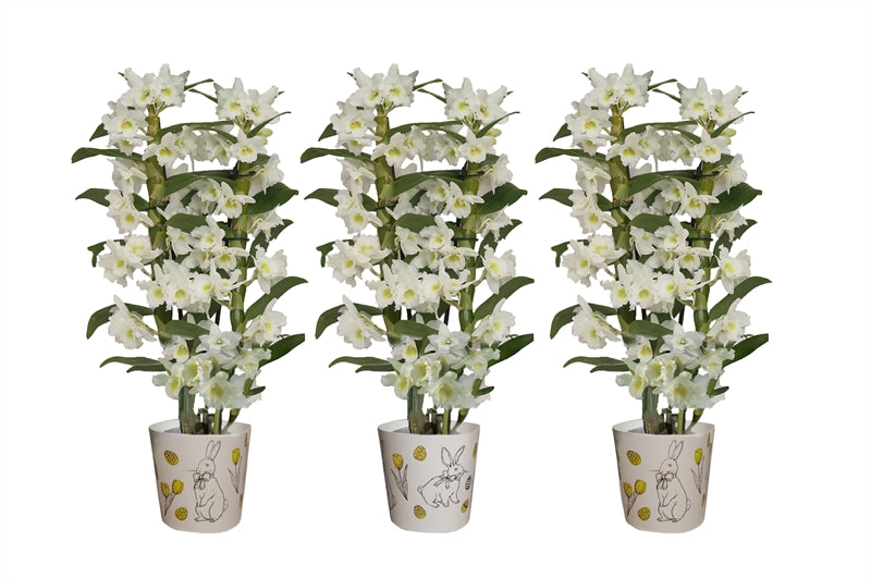 Dendrobium Apollon 50cm 12cm Pot