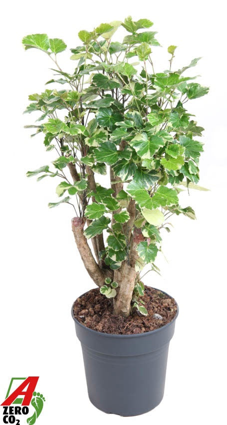Polyscias scut. Balfourii  branched 90cm 24cm Pot