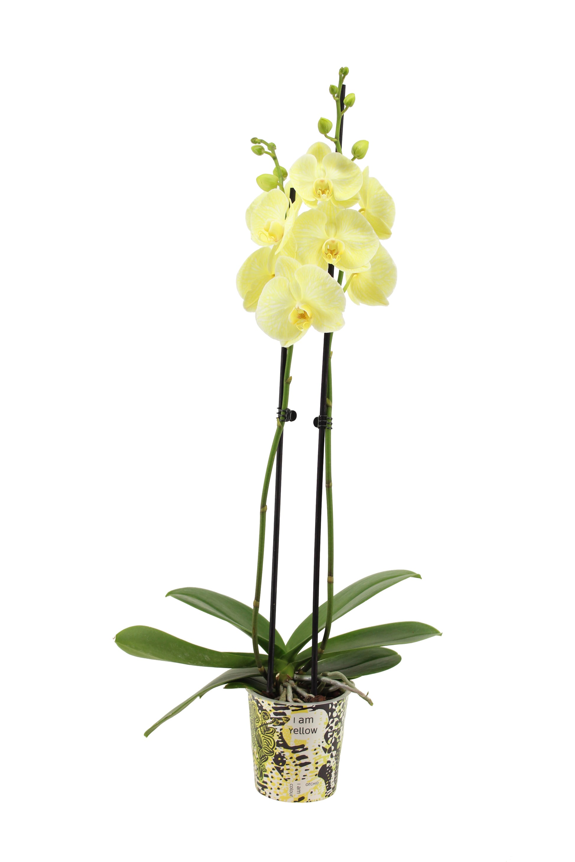 Phalaenopsis Royal yellow 55cm 12cm Pot