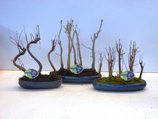 Bonsai mix (outdoor) 35cm 30cm Pot